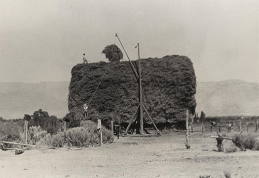 stacking hay